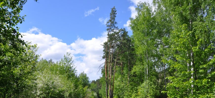 Куда съездить на природу в Екатеринбурге: лучшие парки и места для прогулок 